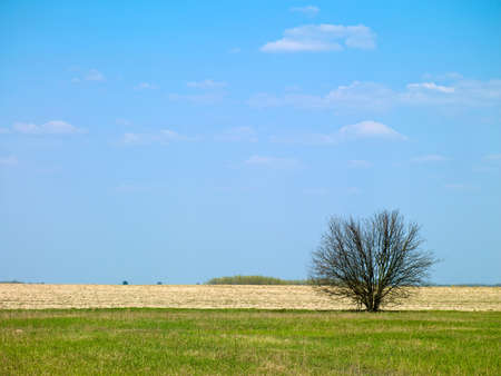 picture of landscape and tree in a field against the skyの写真素材