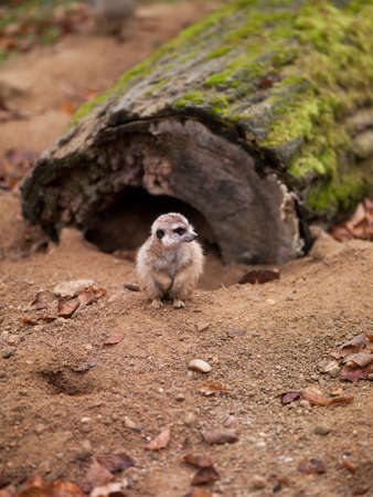 Photos of animals meerkats in nature looks away