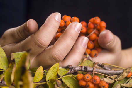  female hands are holding a sprig of rowanの写真素材