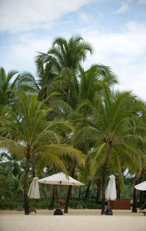 landscape photography in India at Goa palms and umbrellas