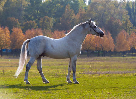 horses walking around the field on a background of blue sky and cloudsの写真素材