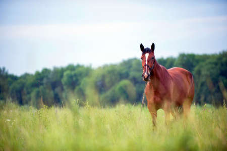 horses walking around the field on a background of blue sky and cloudsの写真素材