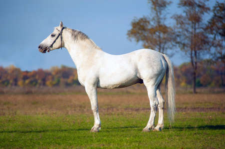 horses walking around the field on a background of blue sky and cloudsの写真素材