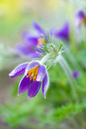 beautiful purple flower in the garden