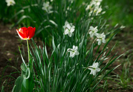 beautiful flowers in the gardenの写真素材
