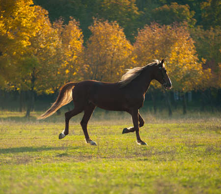 beautiful brown horse standing in a fieldの写真素材