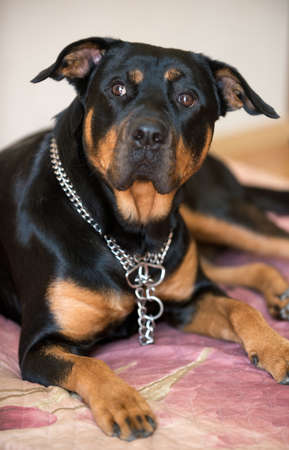 black rottweiler dog lying on the floor in the apartmentの写真素材