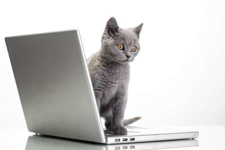 little kitty with a laptop on a white backgroundの写真素材