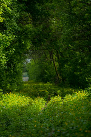 beautiful green vegetation in the forest with の写真素材