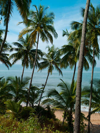Beautiful lavender field in Sevastopol, Crimeaの写真素材