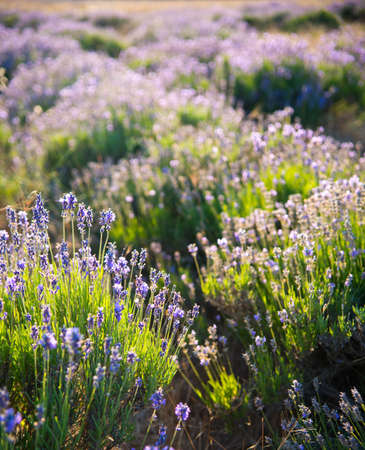 Beautiful lavender field in Sevastopol, Crimeaの写真素材