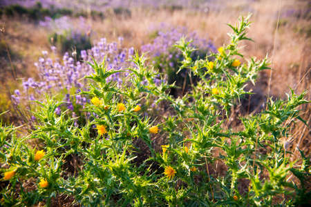 Beautiful lavender field in Sevastopol, Crimeaの写真素材