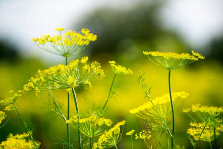 green field on which grow dillの写真素材