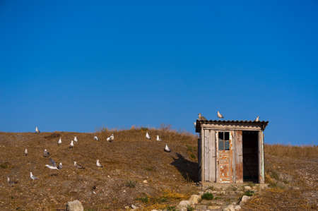 Seagulls sitting on the roof of the old pstroyki at Chersonesos  Crimeaの写真素材