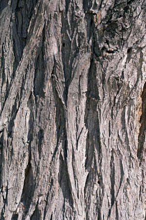 Tree bark photographed close up