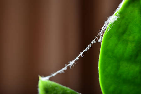Cobweb on green leaf flower in the roomの写真素材