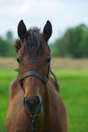 Portrait of a horse on nature