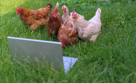 chickens in nature and laptopの写真素材