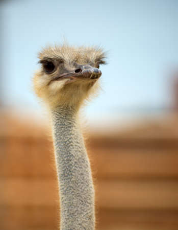 Head of an ostrich on the natureの写真素材