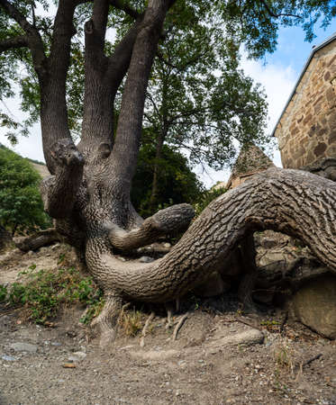 the original shape of the treeの写真素材