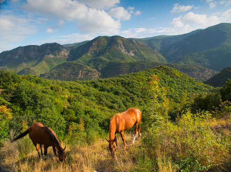 Horses on the background of beautiful mountains in Georgiaの写真素材