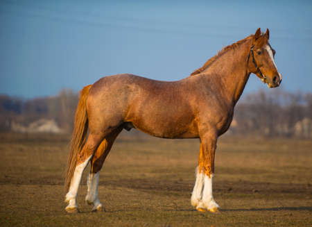 Photo horses walking around the field on a background of blue sky and cloudsの写真素材