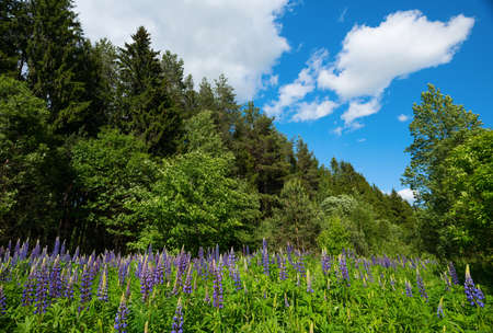 Pine trees and flowers in nature springの写真素材