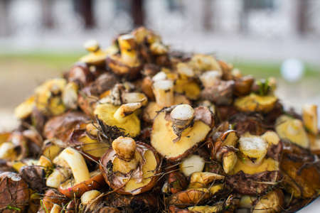 Many fresh mushrooms in nature in a neutral blurred backgroundの写真素材
