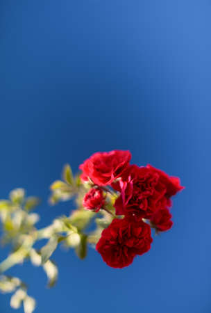 Red flower on blue sky backgroundの写真素材