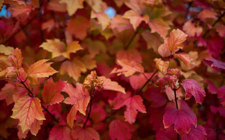 Autumn leaves are red in nature.の写真素材