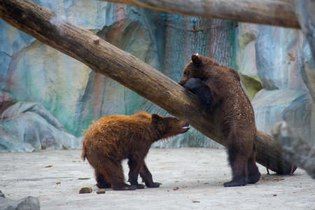 Little bears are played at the zooの写真素材