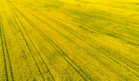Field sown with agricultural crops and photographed from aboveの写真素材