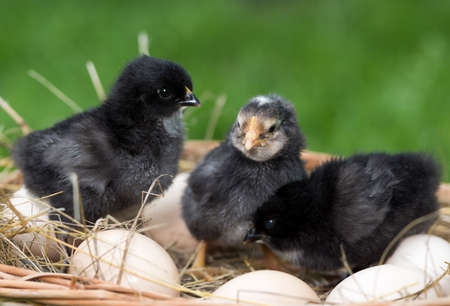 Black little chickens and eggs in nature.