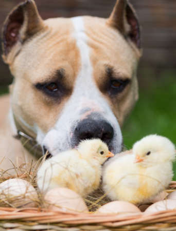 Dog and chickens in nature