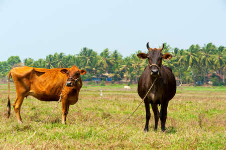 Cows against the backdrop of palm trees.Goa.Indiaの写真素材
