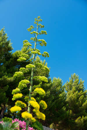 Green plant against the sky in the nature.の写真素材