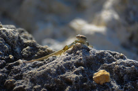 Lizard on stone in nature.の写真素材