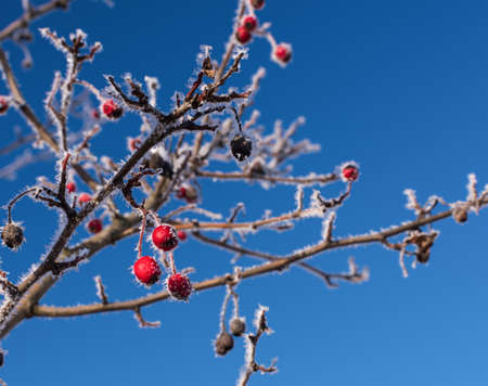 Rowan tree in winter against the blue sky.