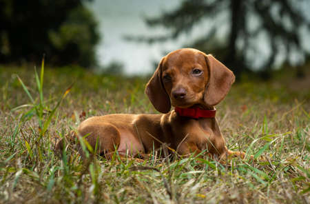 A small dog breed Dachshund in nature.の写真素材