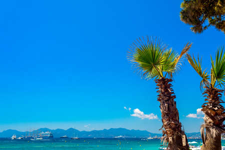 Palm trees on the promenade in Cannes against the blue sky. France.の写真素材
