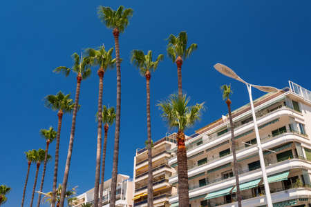 Palm trees on the promenade in Cannes against the blue sky. France.の写真素材