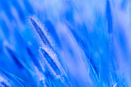 Plant in blue tonesの写真素材