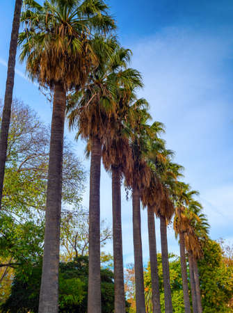 Tall palms against the blue sky.の写真素材