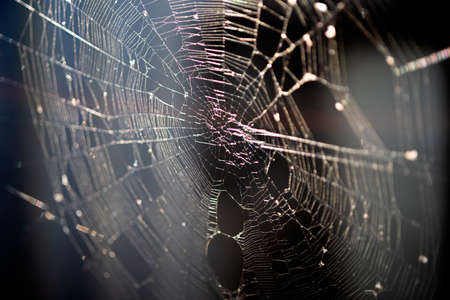 Cobweb in sunlight on a dark background.