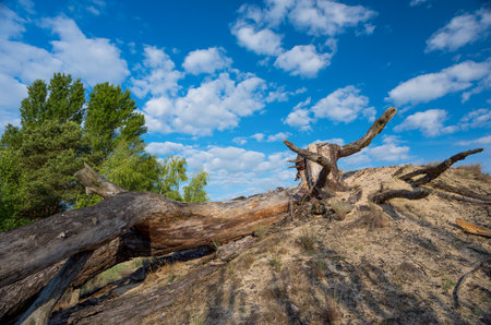 The root of an old tree against a blue sky with clouds.の写真素材