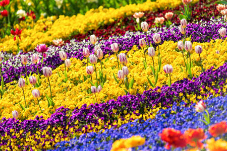 A flower bed in a summer recreation park.の写真素材