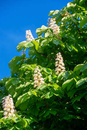 Blooming chestnut tree in spring against the blue sky.の写真素材
