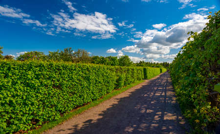 Vineyards and garden on a background of blue sky with clouds.の写真素材