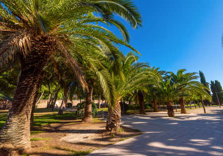 Palm trees against the blue sky in the city park of the city of Valencia. Spainの写真素材