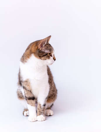 Gray cat with a mustache on a neutral white background.の写真素材